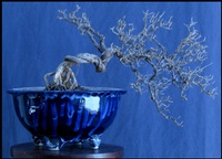 windblown-bonsai-02-thm.jpg