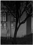the-darkening-tree-01-thm.jpg