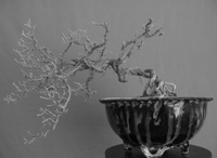 windblown-bonsai-01-thm.jpg