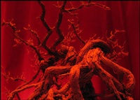 windblown-bonsai-03-thm.jpg